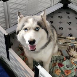 Xena - Siberian Husky