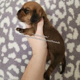 Yellow Collar - Mahogany and white female Basset Hound puppy in Alton, Illinois from Show Me Great Danes and Basset Hounds