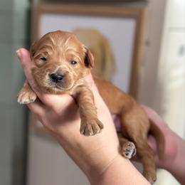Cranberry - Red  female Goldendoodle puppy in Wharton, Texas from Little Fur Friends