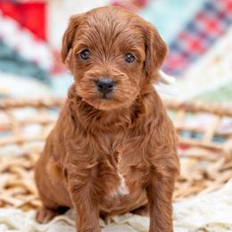 Pearl - Red  female Goldendoodle puppy in Lumberton, Mississippi from SouthernDoodlebug/ Utah Doodlebug
