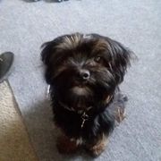 Jazz - Shorkie