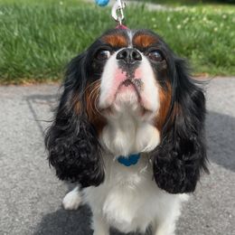 Cavalier King Charles Spaniel puppies from The House of Wiggle Waggle