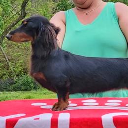 Omen/Spagetti - Dachshund