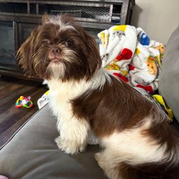 Pippen - Shih Tzu