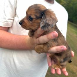 Ellie - Dapple female Dachshund puppy in Winfield, Alabama from Winfield Weenies