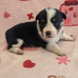 Bruce - White and black male Pembroke Welsh Corgi puppy in Madera, California from RRR Corgis