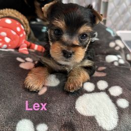 Lex - Black and tan female Yorkshire Terrier puppy in Ashland, Kentucky from Yorkie Paw