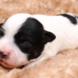 Harriet Smith - Black and white female Havanese puppy in Hendersonville, North Carolina from Grayfinn House