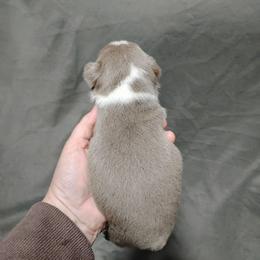 Link - Seal and white male Boston Terrier puppy in Catawba, North Carolina from Lil Wiggles Boston Terriers