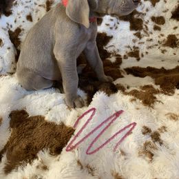 Weimaraner Puppies from Golden Hill’s Weimaraner’s