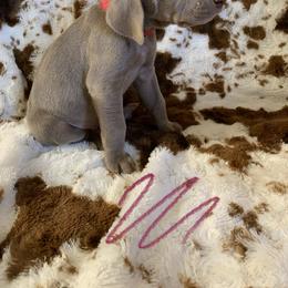 Weimaraner Puppies from Golden Hill’s Weimaraner’s