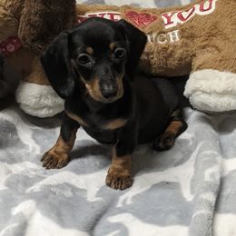 Izzy - Black and tan female Dachshund puppy in Brooksville, Florida from Ween Acres