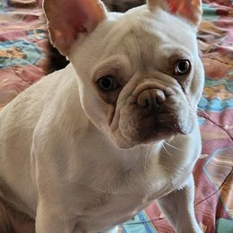 Chihuahuas and French Bulldogs from Dakota Creek