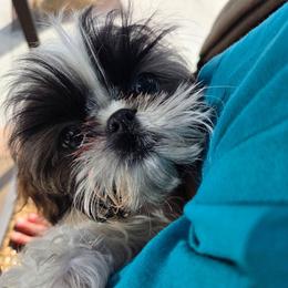 Umami aka Panchita - Sable and white female Shih Tzu puppy in Riverside, California from Raincross Shih Tzu
