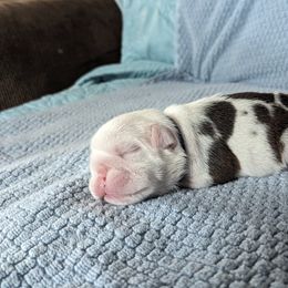 Boy 2 - Red and white Bulldog puppy in Forsyth, Georgia from Evangeline Bulldogs