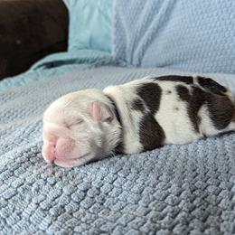 Boy 2 - Red and white Bulldog puppy in Forsyth, Georgia from Evangeline Bulldogs