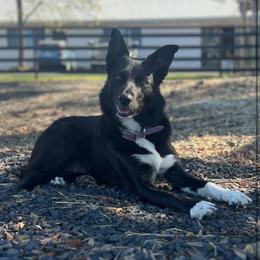 Rae - Border Collie