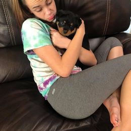 Rottweiler Puppies from Central Valley Rottweilers