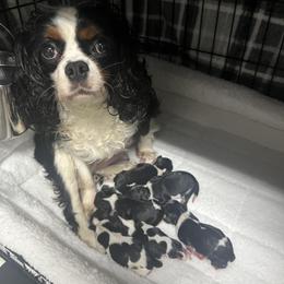 Petals - Tri-color female Cavalier King Charles Spaniel puppy in Lula, Georgia from Cavaliers by Crumley