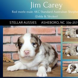 Jim Carey - Red merle male Australian Shepherd puppy in Asheboro, North Carolina from Stellar Aussies