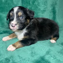 Boy 4 - Black tri male Miniature Australian Shepherd puppy in Alabama from SBA Aussies