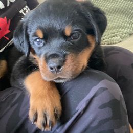 Blue Bear - Black and mahogany Rottweiler puppy in Eaton Rapids, Michigan from The Rottweiler Haus