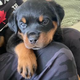 Blue Bear - Black and mahogany Rottweiler puppy in Eaton Rapids, Michigan from The Rottweiler Haus