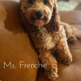 Frenchie - Goldendoodle