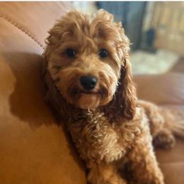 Frenchie - Goldendoodle