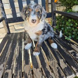 Daisy - Blue merle female Bernedoodle puppy in Holtwood, Pennsylvania from Country Ridge Puppies