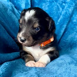 Orange collar - Black tri male Miniature Australian Shepherd puppy in 32046, Florida from River Hill Ranch