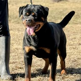 Dalia - Rottweiler
