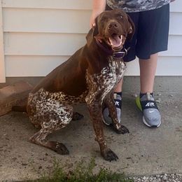 Ellie - German Shorthaired Pointer