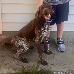 Ellie - German Shorthaired Pointer
