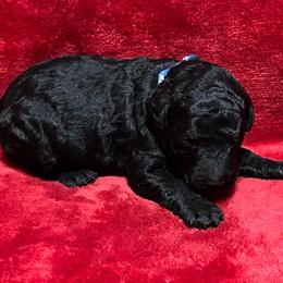 Blue Collar - Black male Poodle puppy in North Newton, Kansas from Cuddlebugs Standard Poodles