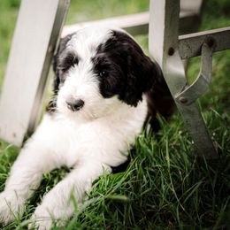 Sheepadoodle Puppies from Life Unleashed Farm