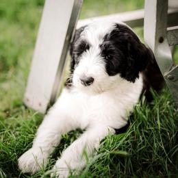 Sheepadoodle Puppies from Life Unleashed Farm