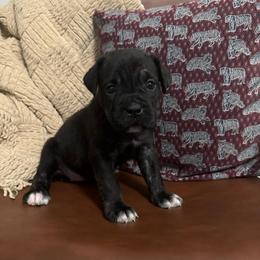 Shadow - Black brindle female Cane Corso puppy in Utah from 3Lake Kennelz