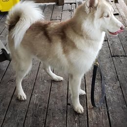 Pomsky and Siberian Husky All Grown Up from Kurtz K9