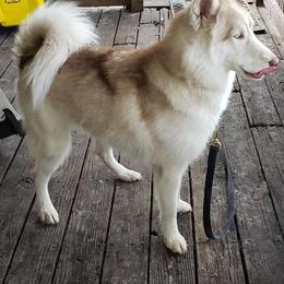 Pomsky and Siberian Husky All Grown Up from Kurtz K9