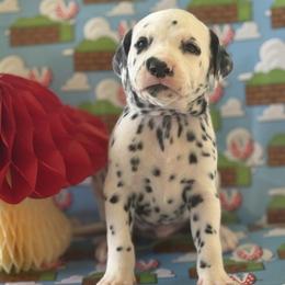 Yoshi - White and black male Dalmatian puppy in Whitwell, Tennessee from Rock a Dalmatian “RockADal”