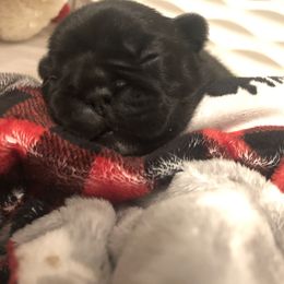French Bulldog Puppies from Amanda Kreeft