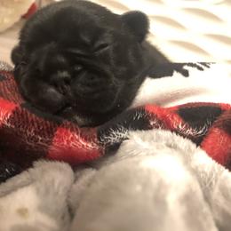 French Bulldog Puppies from Amanda Kreeft