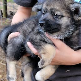 Girl 1 - Wolf sable female Pomsky puppy in Gladstone, Virginia from Rustic Charms Miniature Huskys