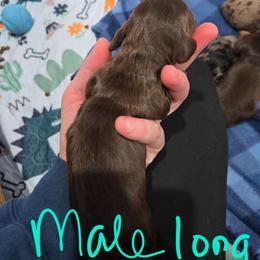 Chocolate and Tan Long hair Male - Chocolate and tan male Dachshund puppy in Fulton, Missouri from New Hope Dachshund Puppies