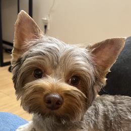 Nutella - Yorkshire Terrier