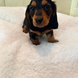 Coco - Black and tan female Dachshund puppy in Lake Dallas, Texas from 2L Dachshunds
