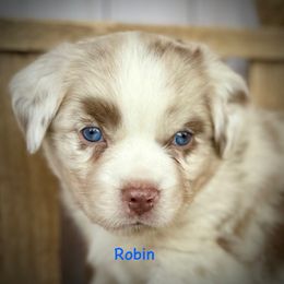 Robin - Red merle male Miniature Australian Shepherd puppy in Chino Valley, Arizona from BlueZion Aussies
