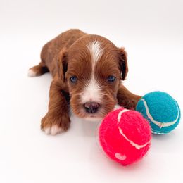 Bernedoodles, Cavapoos, and Sheepadoodles from Luv My Doodle