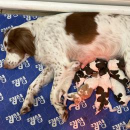 Brittany puppies from Bull Creek Kennels